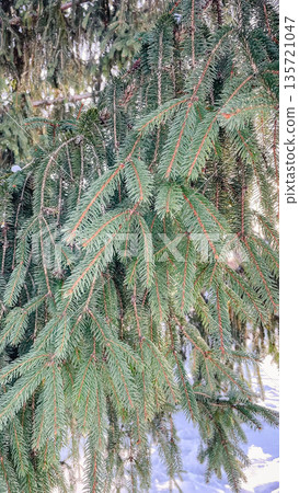 Close-up of green spruce branches with sharp needles in a peaceful winter coniferous forest. 135721047