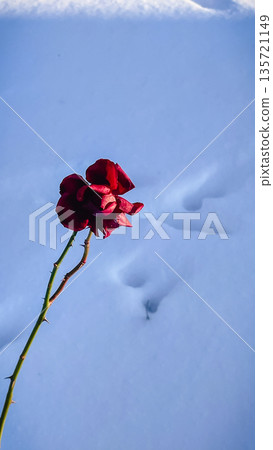 A beautiful deep red rose standing alone against a pure white snow background on a cold winter day. 135721149
