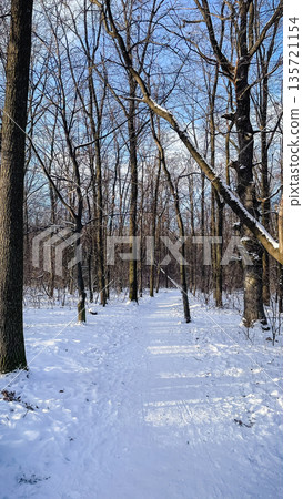 A snowy forest path leads through bare deciduous trees with long blue shadows on a bright sunny winter day. A snowy forest path leads through bare deciduous trees with long blue shadows on a bright sunny winter day. 135721154