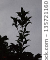 逆光下漂浮的植物剪影，抽象數位藝術背景素材，描繪了陰影籠罩的花朵 135721160