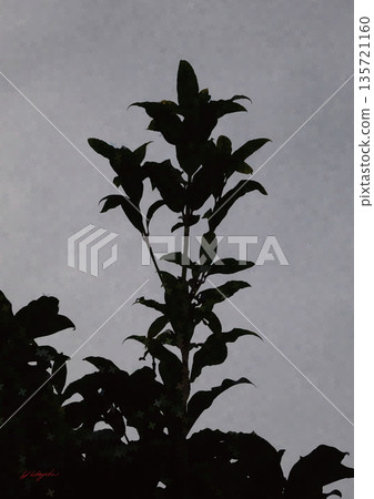 逆光下漂浮的植物剪影，抽象數位藝術背景素材，描繪了陰影籠罩的花朵 135721160