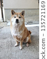 一隻可愛的柴犬正盯著你看。 135721169