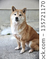 柴犬坐姿，表情平靜 135721170