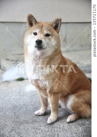 柴犬坐姿，表情平靜 135721170