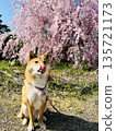 柴犬在櫻花樹下舔舐，感受春天的氣息。 135721173