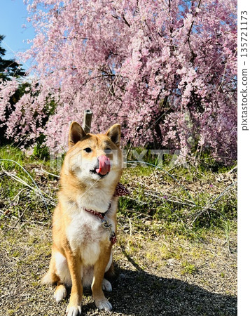 柴犬在櫻花樹下舔舐，感受春天的氣息。 135721173