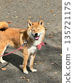 一隻可愛、笑容燦爛的柴犬在秋日裡漫步。 135721175