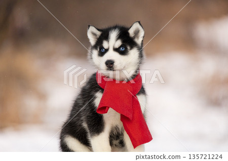 Adorable Husky puppy wearing a bright red scarf sitting on the snow. Little dog with blue eyes looking at the camera. Adorable Husky puppy wearing a bright red scarf sitting on the snow. Little dog with blue eyes looking at the camera. 135721224