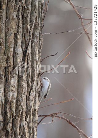 Treecreeper Treecreeper Treecreeper Hokkaido Wild Bird Treecreeper Treecreeper Treecreeper Hokkaido Wild Bird 135721429