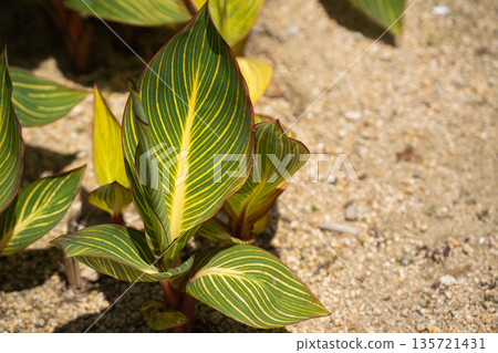 Canna growth in early summer 135721431