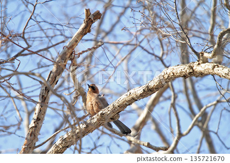 Miyama jay jay Hokkaido wild bird Miyama jay jay Hokkaido wild bird 135721670