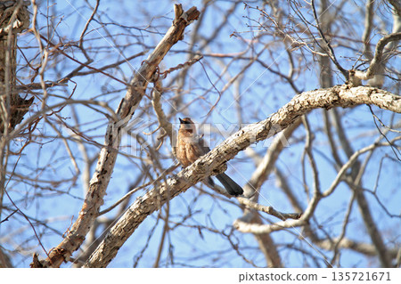 Miyama jay jay Hokkaido wild bird 135721671