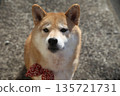 柴犬從正面凝視的表情 135721731