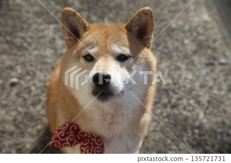 柴犬從正面凝視的表情 柴犬從正面凝視的表情 135721731
