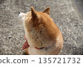 一隻戴著日式花紋項圈的柴犬 135721732