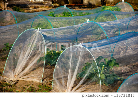 家庭菜園中的隧道栽培 家庭菜園中的隧道栽培 135721815