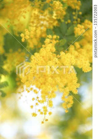 Yellow mimosa flowers and soft bokeh background to feel the spring 135722003