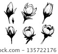 Set of hand drawn flower buds and blossoms isolated on white background. Vintage botanical floral elements in expressive ink style. 135722176