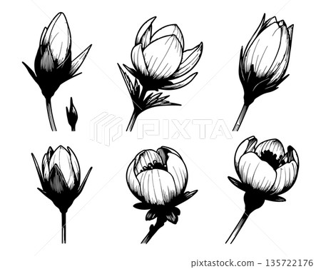 Set of hand drawn flower buds and blossoms isolated on white background. Vintage botanical floral elements in expressive ink style. 135722176
