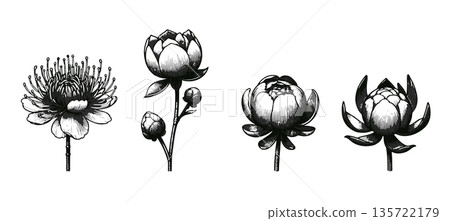 Isolated Vintage Engraved Flower Set on White, Peony Ranunculus Botanical Etching Vector Illustration Collection 135722179