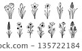 Large set of minimal spring wildflowers isolated on white background. Hand drawn botanical line art collection. 135722184
