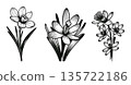 Set of hand drawn spring flowers outline on white background. Botanical floral elements in vintage line style. 135722186