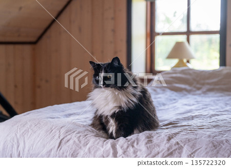 Cozy wooden bedroom interior with fluffy black and white cat resting on bed near window in cottage home Cozy wooden bedroom interior with fluffy black and white cat resting on bed near window in cottage home 135722320