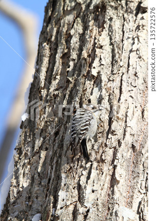 最小的啄木鳥，日本侏啄木鳥，北海道野生鳥類 135722576