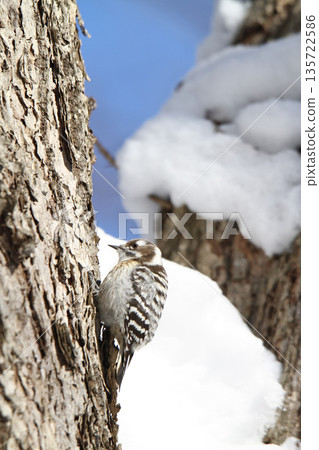 The smallest woodpecker, Japanese pygmy woodpecker, Hokkaido wild bird The smallest woodpecker, Japanese pygmy woodpecker, Hokkaido wild bird 135722586
