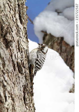 The smallest woodpecker, Japanese pygmy woodpecker, Hokkaido wild bird The smallest woodpecker, Japanese pygmy woodpecker, Hokkaido wild bird 135722587