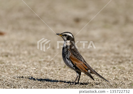 Thrush Thrush 135722732