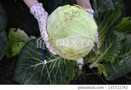 Harvesting large green cabbage in a garden on a sunny day Harvesting large green cabbage in a garden on a sunny day 135722742