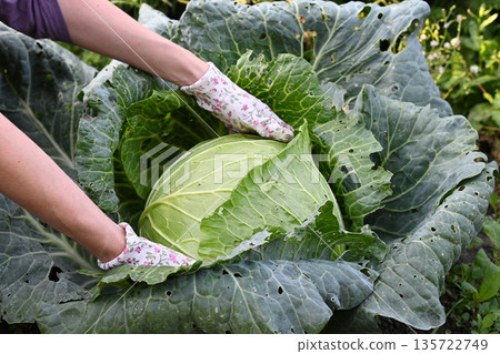 Hands cutting fresh cabbage in a garden during the afternoon 135722749
