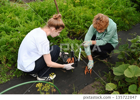 The gardener harvesting carrots and cutting the leaves, preparing for storage in autumn garden. The gardener harvesting carrots and cutting the leaves, preparing for storage in autumn garden. 135722847
