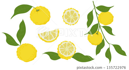 Hand drawn yuzu fruit. Set of Yuzu fruits isolated on a white background Hand drawn yuzu fruit. Set of Yuzu fruits isolated on a white background 135722976