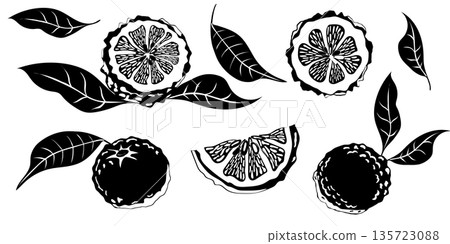 Hand drawn yuzu fruit. Set of Yuzu fruits isolated on a white background 135723088