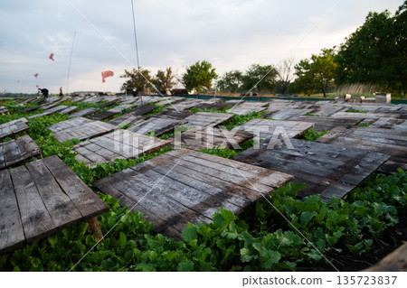 Snail farm beds with wooden shelter panels over green vegetation showing sustainable heliculture in open rural landscape 135723837