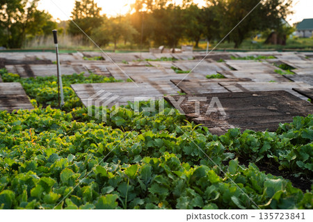 Low angle view of snail farm with wooden shelters above green vegetation at sunset, heliciculture and rural agriculture Low angle view of snail farm with wooden shelters above green vegetation at sunset, heliciculture and rural agriculture 135723841