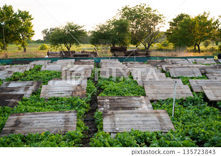 Snail farming area with wooden boards arranged above crops, sustainable heliciculture and organic food production 135723843