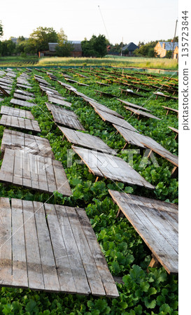 Snail breeding field with rows of wooden shelters covering vegetation, heliciculture system and rural farming concept Snail breeding field with rows of wooden shelters covering vegetation, heliciculture system and rural farming concept 135723844