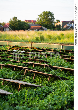 Traditional snail farm with wooden shelters over lush vegetation, heliciculture practice and rural farming environment Traditional snail farm with wooden shelters over lush vegetation, heliciculture practice and rural farming environment 135723846