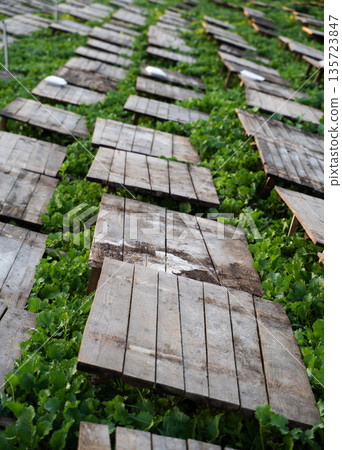Rows of wooden platforms in a snail farm covering green plants, traditional heliciculture and sustainable agriculture concept 135723847