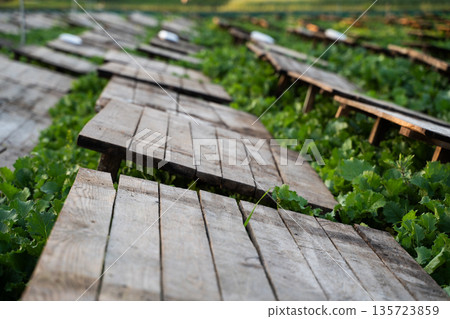 Snail farming field with wooden shelters covering green crops, heliciculture practice and sustainable rural agriculture 135723859
