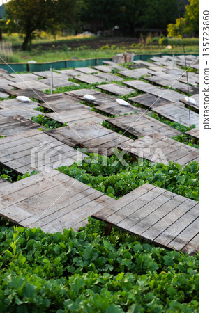 Snail breeding farm with rows of wooden shelters over green plants, heliciculture agriculture and food production concept 135723860