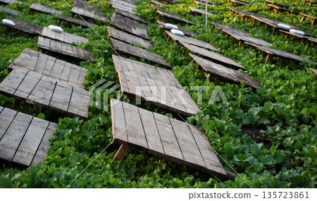 Snail Farming Field With Wooden Shelters Over Young Rapeseed Seedlings in Sustainable Heliculture Agriculture System 135723861