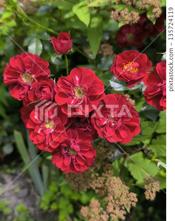 Red small rose blossoms blooming in the garden, summer blooms 135724119