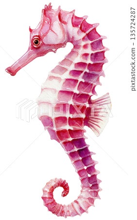 sea horse 135724287