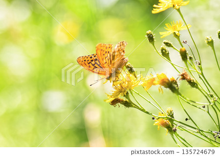 Vibrant Silver-washed Fritillary (Argynnis paphia) butterfly is gathering nectar from yellow flowers amidst lush blurred green meadow. Selective focus. 135724679