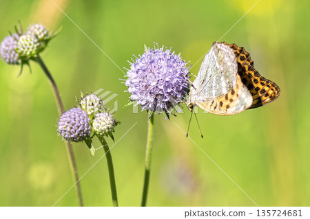 Close-up of vibrant silver-washed Fritillary butterfly (Argynnis paphia) with orange wings and green/silver underside perched on purple meadow devil's-bit scabious (Succisa pratensis) flower. 135724681