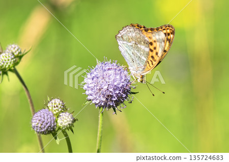 Close-up of vibrant silver-washed Fritillary butterfly (Argynnis paphia) with orange wings and green/silver underside perched on purple meadow devil's-bit scabious (Succisa pratensis) flower. 135724683
